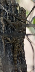 Sceloporus uniformis