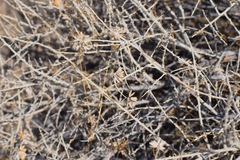 Tetradymia tetrameres