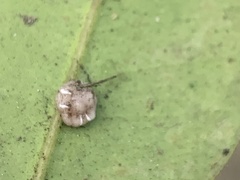 Ceroplastes