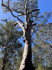 Angophora costata