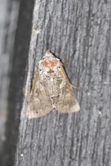 Autographa ampla