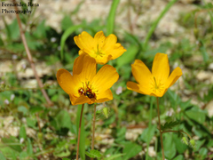 Kallstroemia peninsularis