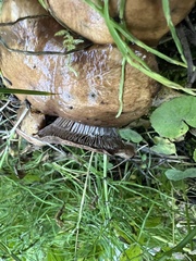 Gomphidius glutinosus