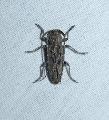 Ataxia crypta