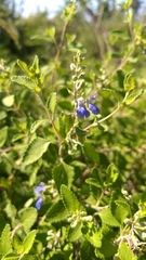 Salvia ballotiflora