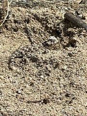 Phrynosoma platyrhinos