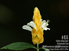 Pachystachys lutea