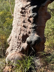 Angophora costata