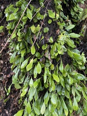 Lemmaphyllum microphyllum