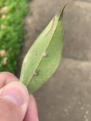 Ceroplastes