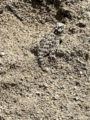 Phrynosoma platyrhinos