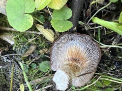 Gomphidius glutinosus