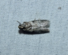 Sciota uvinella