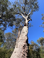 Angophora costata