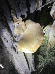 Pleurotus populinus