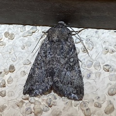 Eriopygini
