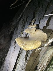 Pleurotus populinus
