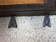 Eriopygini