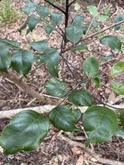 Polyscias elegans
