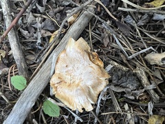 Cantharellus roseocanus