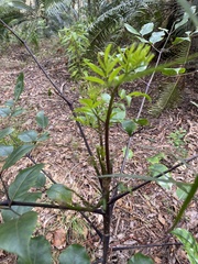 Polyscias elegans