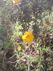 Hibbertia hypericoides