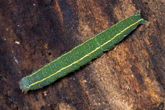 Panopoda