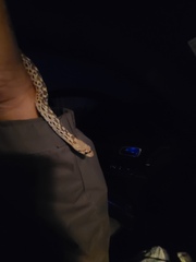 Pituophis catenifer affinis