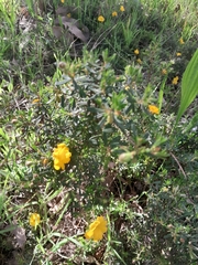 Hibbertia hypericoides
