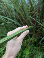 Cladium mariscus jamaicense