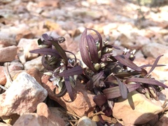Gentianella tortuosa