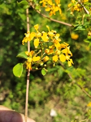 Gaudichaudia cynanchoides