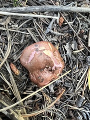 Chroogomphus vinicolor