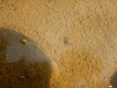 Corixini