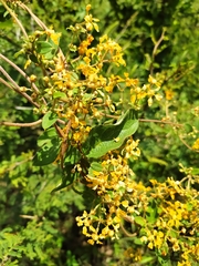 Gaudichaudia cynanchoides
