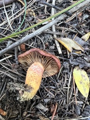 Chroogomphus vinicolor