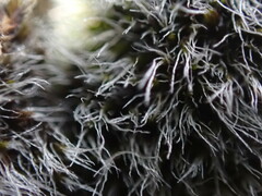 Coscinodon calyptratus