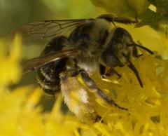 Megachiloides