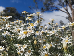 Olearia pimeleoides
