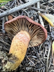 Chroogomphus vinicolor