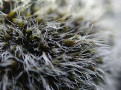 Coscinodon calyptratus