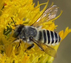 Megachiloides