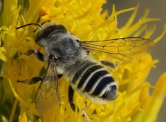 Megachiloides