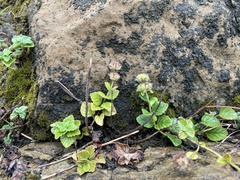 Clinopodium chinense