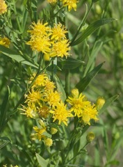 Euthamia occidentalis