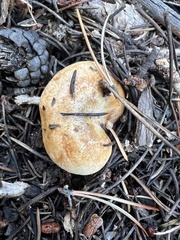 Lactarius deliciosus