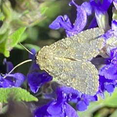 Protorthodes