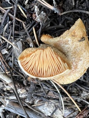 Lactarius deliciosus