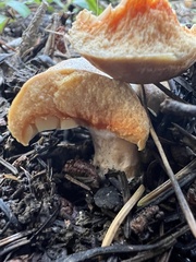 Lactarius deliciosus