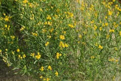 Euthamia occidentalis